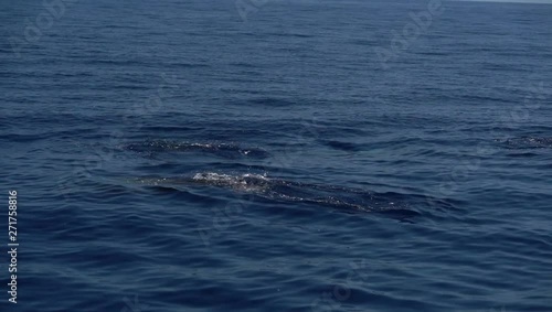 Goose Beaked whale dolphin Ziphius cavirostris ultra rare  photo