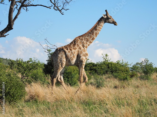 Giraffe  Pilanesberg National Park  South Africa 