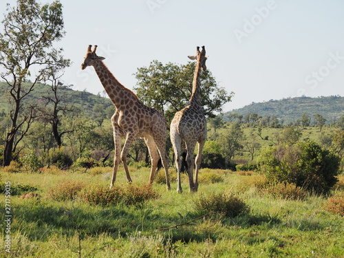 Giraffe  Pilanesberg National Park  South Africa 