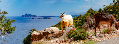 Sardinia, Italy, Arbatax - Two goats living in the wild seek their fodder on the steep coast at Pedra Longa, overlooking the sea at Arbatax, on a sunny, cloudless day in May.