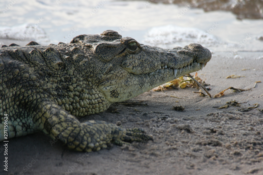 Profile of a Crocodylus niloticus at Chobe National Park in Republic of Botswana Profile of a Crocodylus niloticus at Chobe National Park in Republic of Botswana