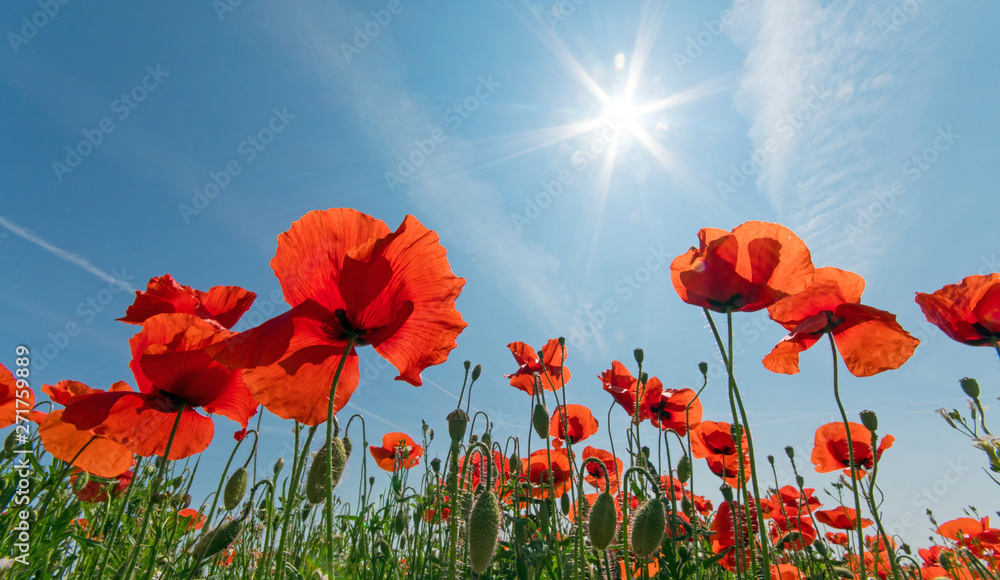 Obraz premium Wide angle shot of a spring meadow with red poppy, sky, clouds and sun