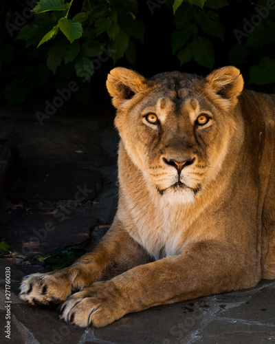 The look of a lion with clear eyes. Powerful beautiful lioness  lion  close-up on a dark background.