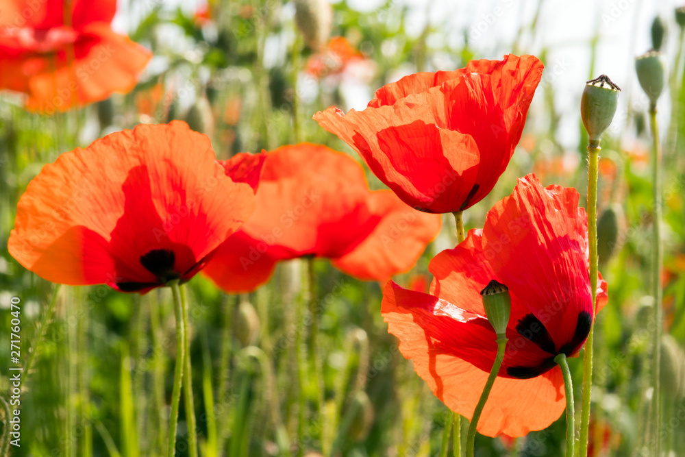 Summer feeling: Detailed close-up of red poppy blossoms in the summer Summer feeling: Detailed close-up of red poppy blossoms in the summer