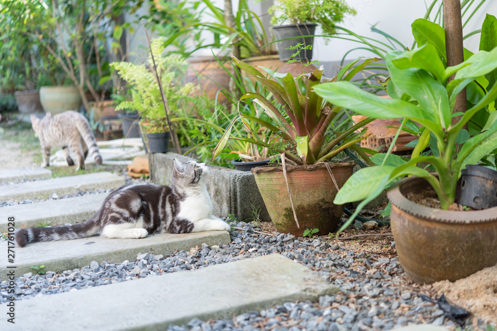 Lovely two cute little cats with  beautiful yellow eyes playing and relaxing in garden outdoor