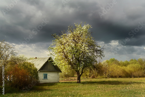 An old log cabin andand flowering fruit trees.. Vintage retro view in the countryside. Ukrainian village.