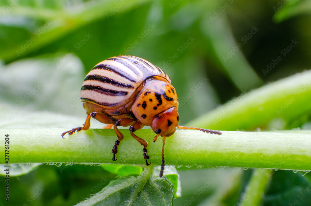 Colorado potato beetle crawling on the branches of potato Colorado potato beetle crawling on the branches of potato