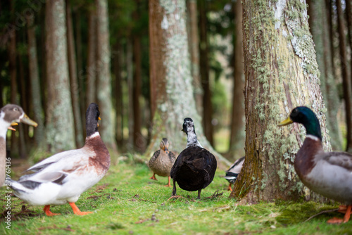 Happy ducks feeding in the Azorean forest in Furnas, Sao Miguel Island, Azores, Portugal