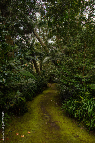 Trail leading to somewhere in Parque Terra Nostra, Furnas, Sao Miguel Island, Azores, Portugal