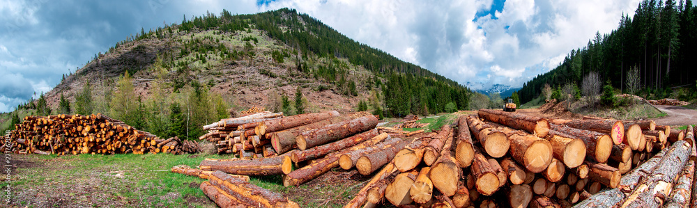 Alberi abbattuti dalla tempesta Vaia Alberi abbattuti dalla tempesta Vaia