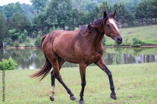 horse in the field © Jennifer