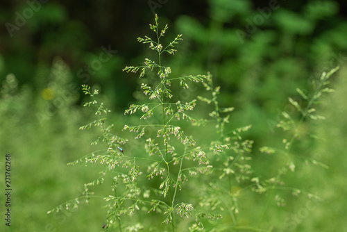 millet spring grass