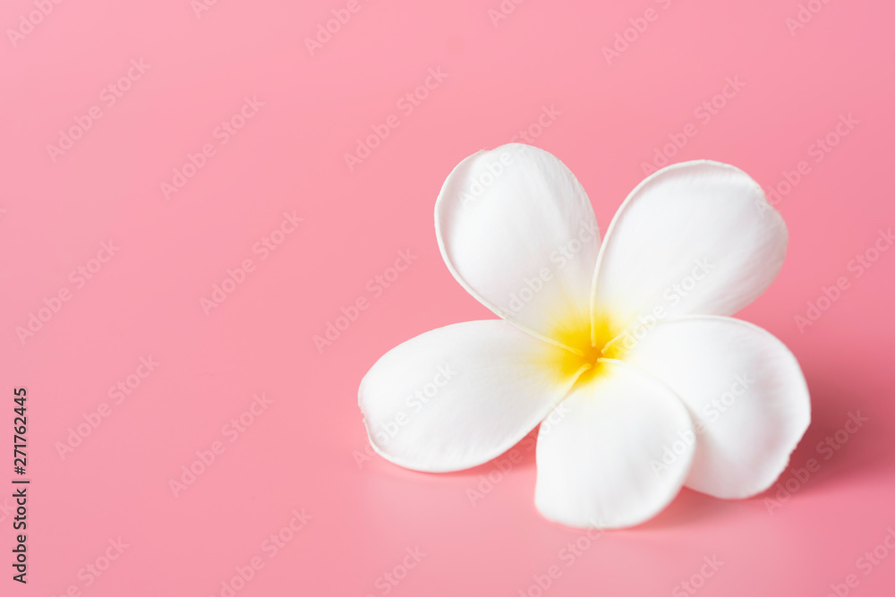 Naklejka premium Beautiful white Plumeria flower on pink background