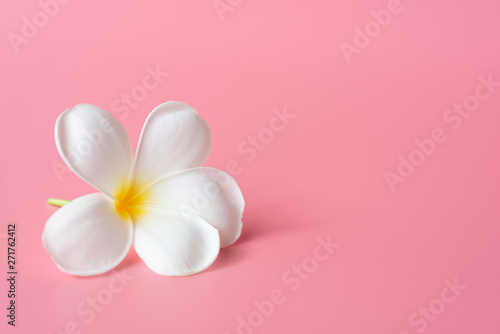 Beautiful white Plumeria flower on pink background