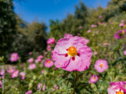 Photos Close up shot of purple Cistus ladanifer blossom