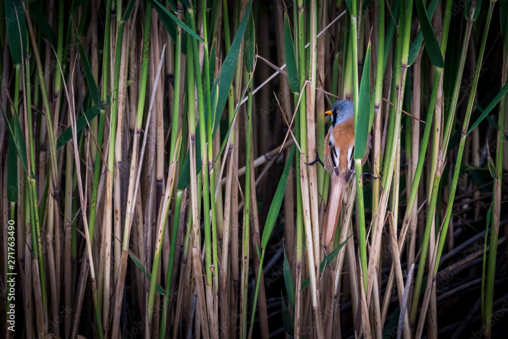 Obraz premium Close up of rare isolated Bearded Reedling mature male bird in the wild- Danube Delta Romania