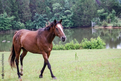 horse in the field