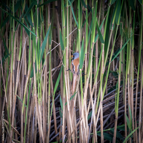 Close up of rare isolated Bearded Reedling mature male bird in the wild- Danube Delta Romania