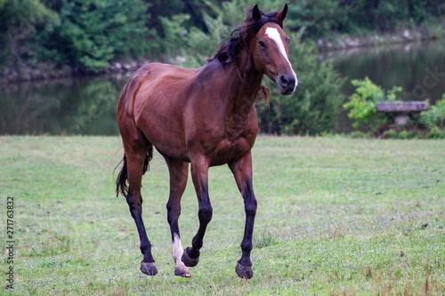 Pretty Bay Thoroughbred horse cantering in the field
