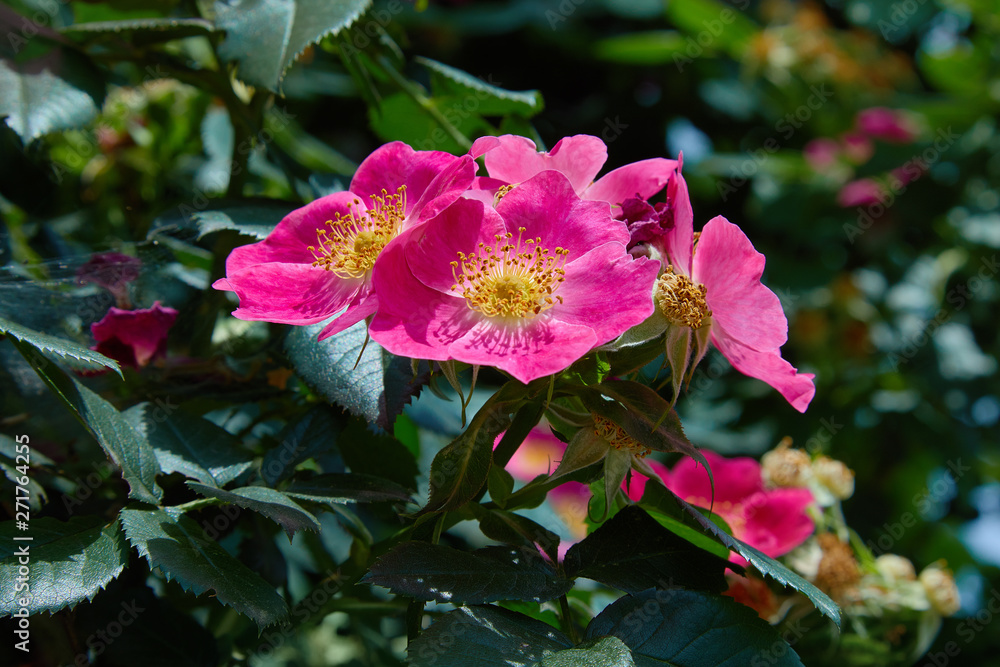 Flower of vivid pink dog-rose (Rosa canina) growing in nature Hipshop, Pink rose hips, Flowering briar. 