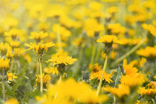 yellow blooming flowers,dandelions,summer,spring background