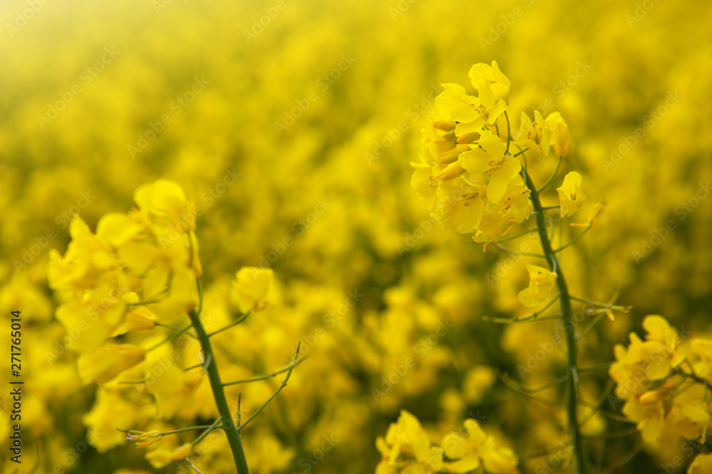 Rape flowers isolated on a yellow blur background. Rape flowers isolated on a yellow blur background.