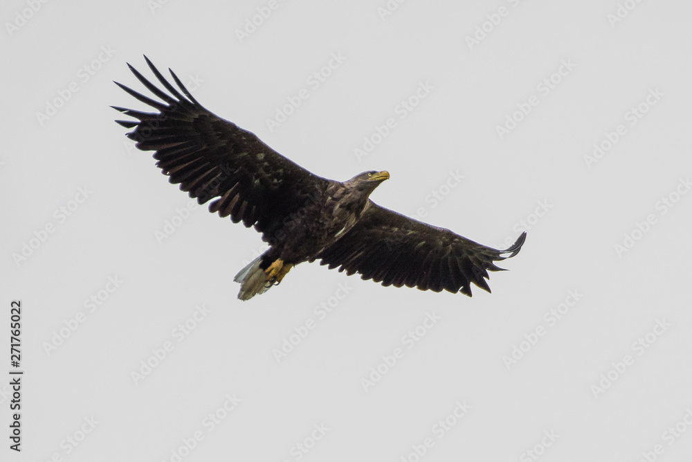 Isolated single white tail eagle soaring in the sky- Danube Delta Romania Isolated single white tail eagle soaring in the sky- Danube Delta Romania