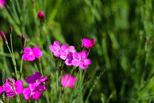 carnation flower in the garden, strong bokeh for background
