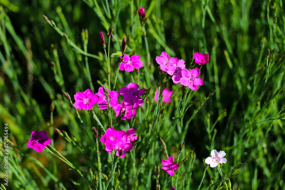 carnation flower in the garden, strong bokeh for background