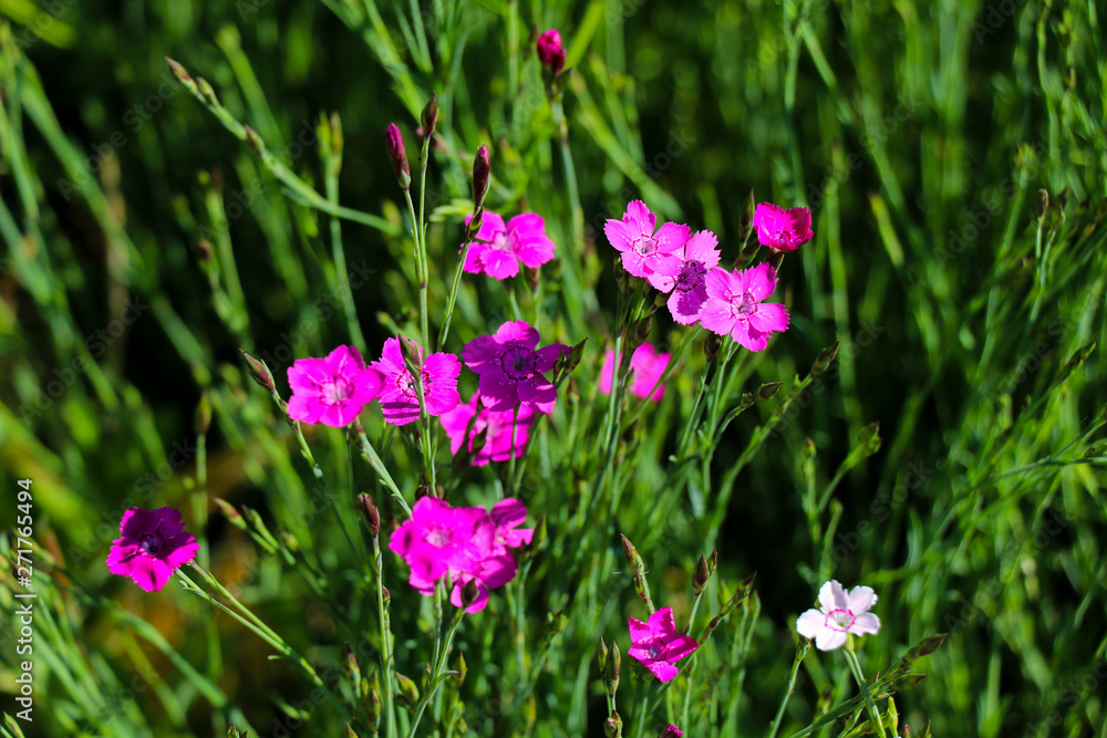 carnation flower in the garden, strong bokeh for background carnation flower in the garden, strong bokeh for background