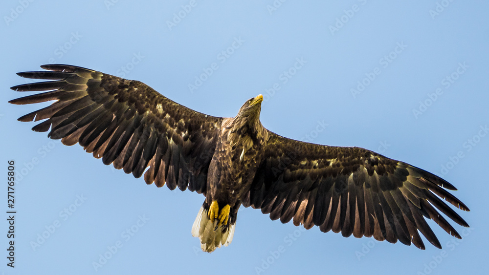 Fototapeta premium Isolated single white tail eagle soaring in the sky- Danube Delta Romania