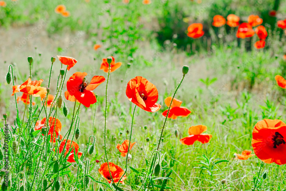 Flower poppy flowering on background poppies flowers Flower poppy flowering on background poppies flowers