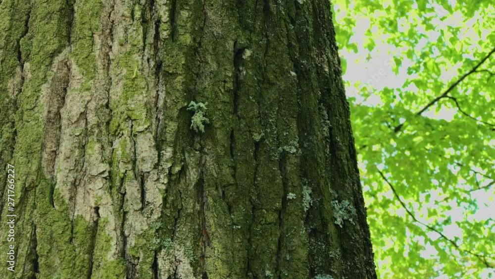 Tree bark close up. Sunny bright day. Tree bark close up. Sunny bright day.