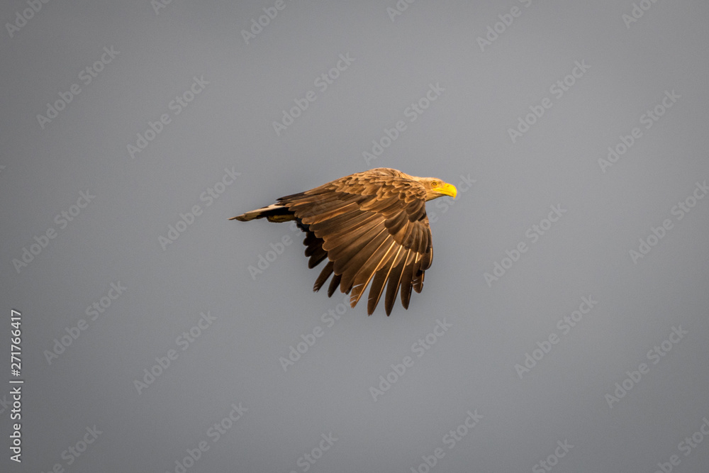 Fototapeta premium Isolated single white tail eagle soaring in the sky- Danube Delta Romania