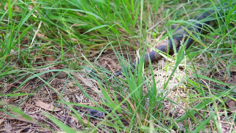 A wild lizard moving in the grass, Australia. A wild lizard moving in the grass, Australia.