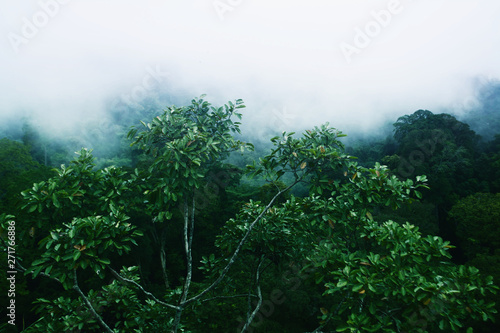 green tropical forest with fog at morning time