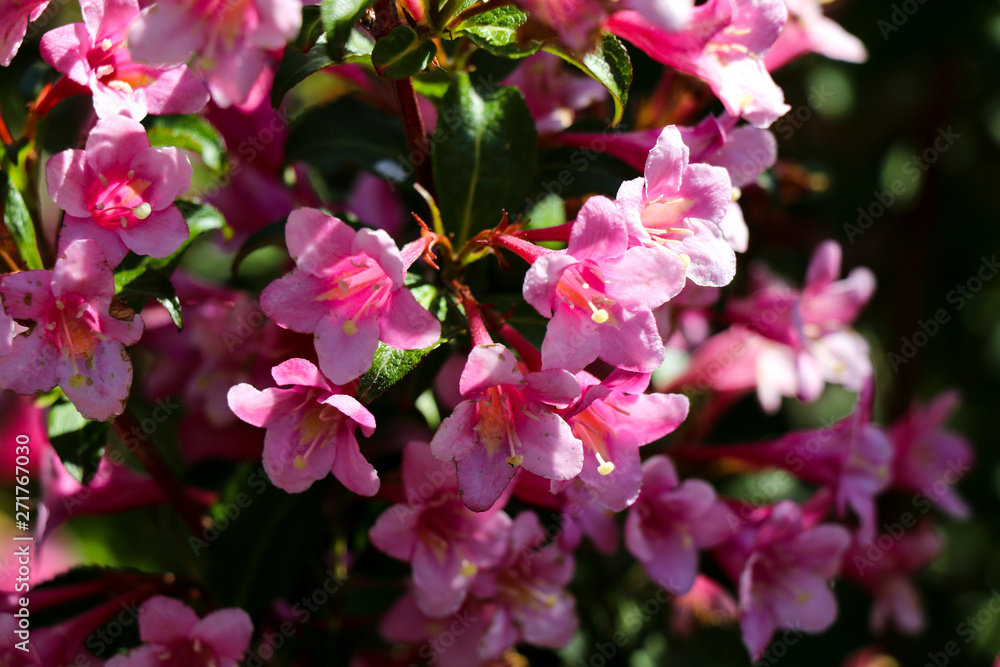 pink flowers in the flowered garden pink flowers in the flowered garden