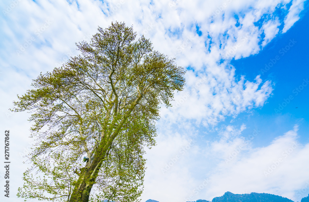 Fototapeta premium Beautiful trees branch on blue sky .