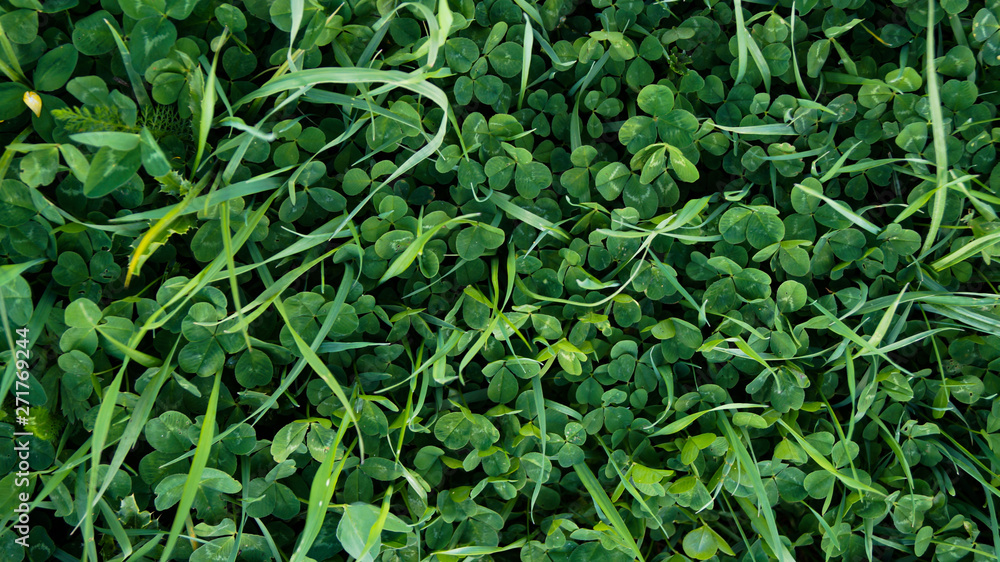 Fototapeta premium background of green leaves