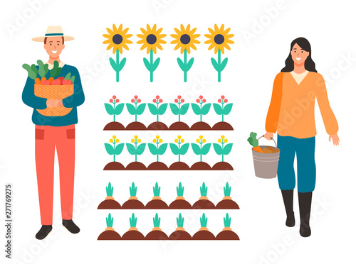 Plantation of sunflowers vector, farming people with bucket and basket gathering harvest, carrots and plants, flowering flowers planted in rows, man woman