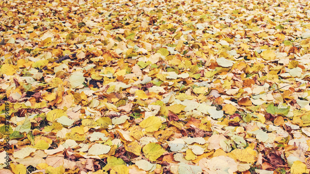 Crispy fallen autumn leaves in the park. Colorful photo. Crispy fallen autumn leaves in the park. Colorful photo.