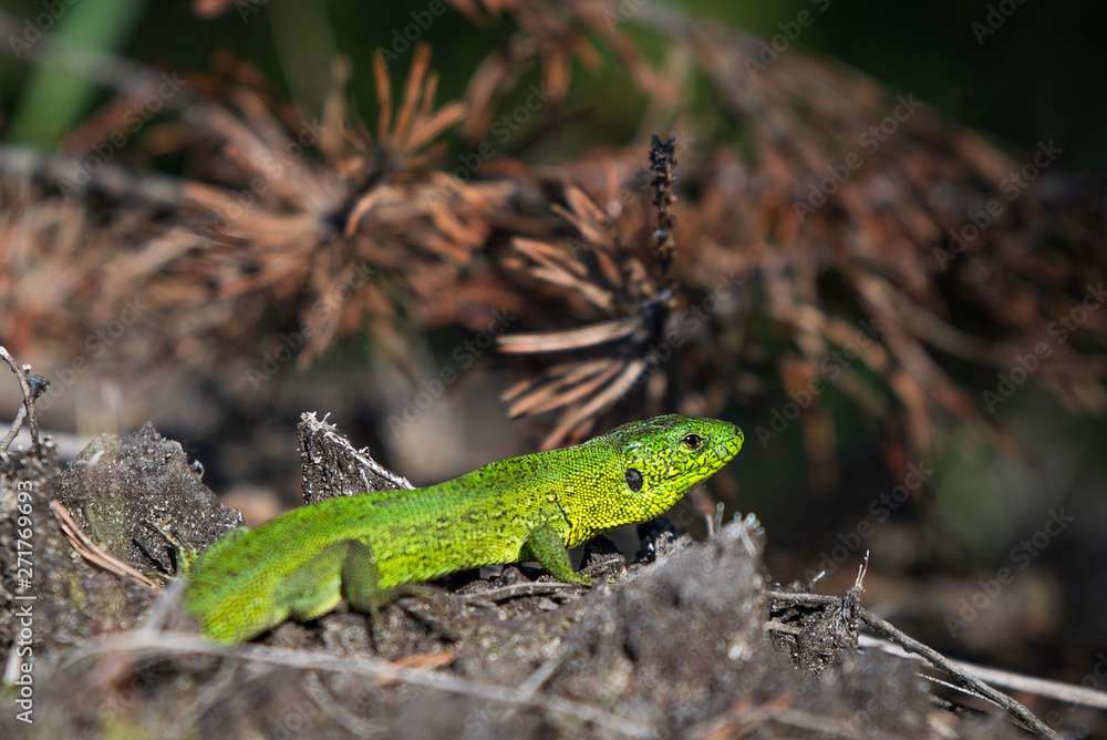 Naklejka premium Green lizard closeup