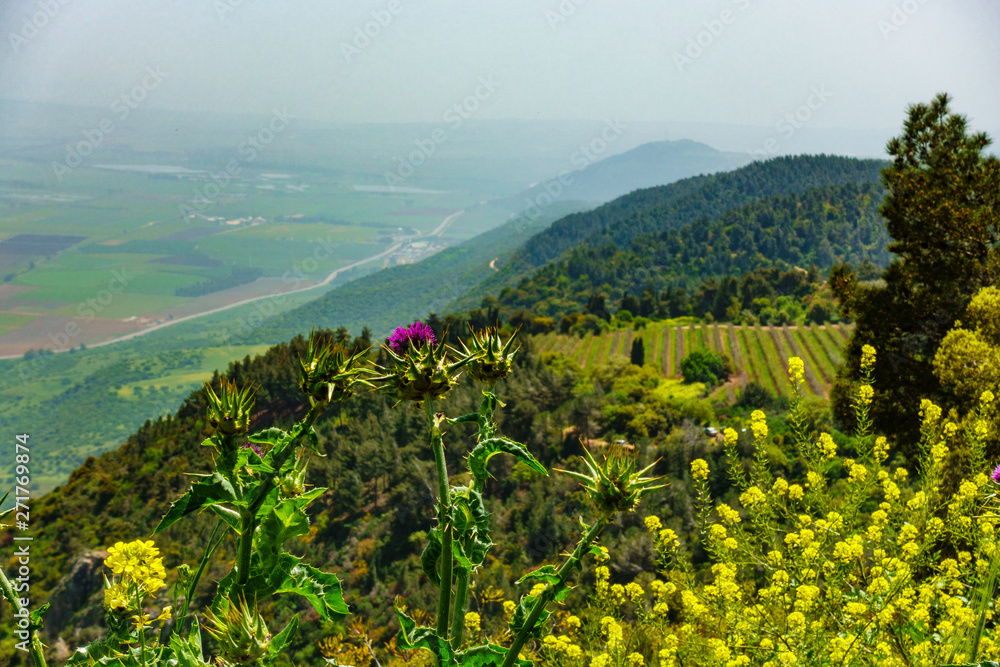 Daytime spring view in Upper Galilee, Israel