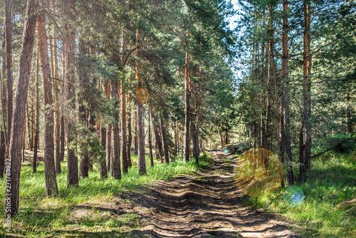 Dirt road in the pine forest