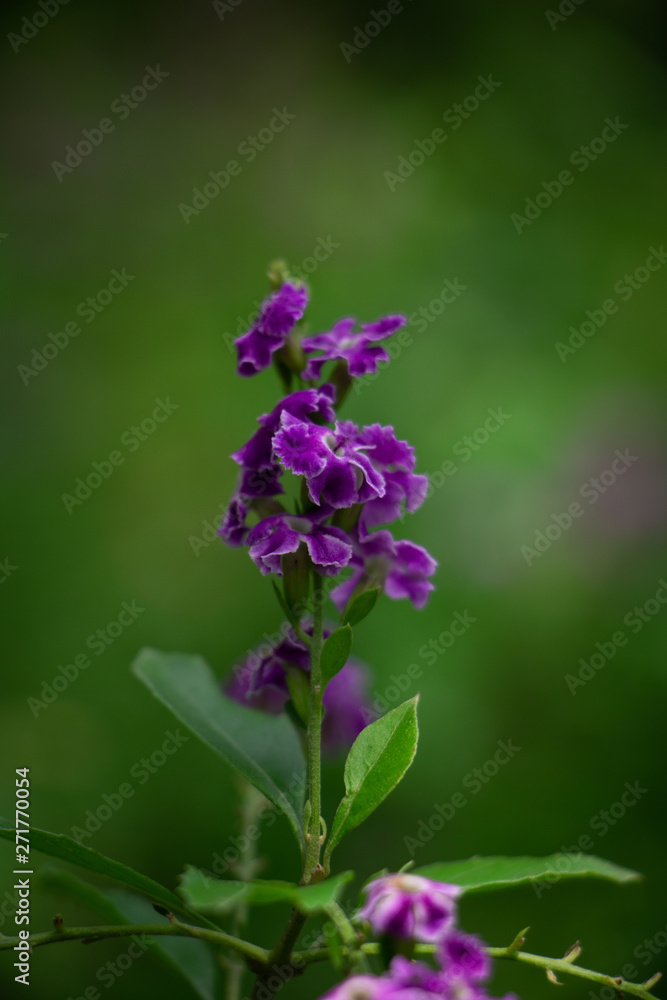 dainty flower blurred background dainty flower blurred background