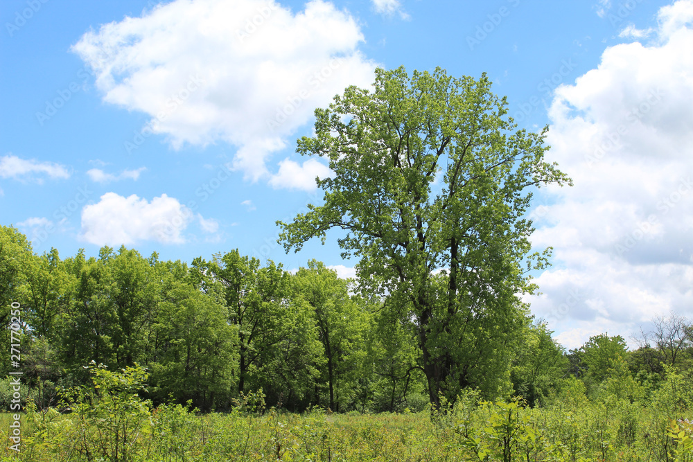 Tall cottonwood tree at Somme Prairie Nature Preserve meadow in Northbrook, Illinois Tall cottonwood tree at Somme Prairie Nature Preserve meadow in Northbrook, Illinois