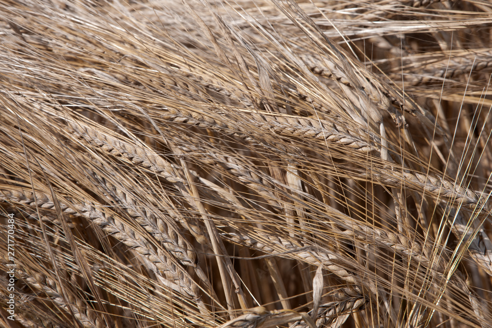Barley. Field of corn. Agriculture Netherlands Barley. Field of corn. Agriculture Netherlands