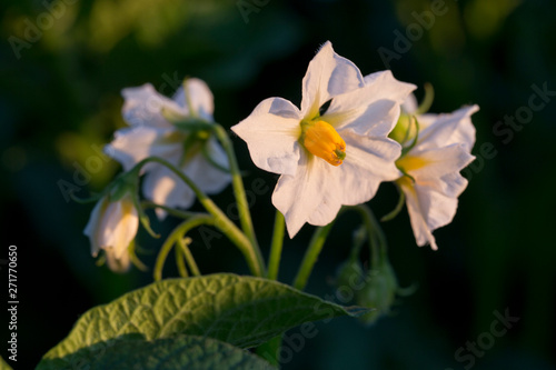 Field of Potatoes. Flowering potatoes. Agriculture