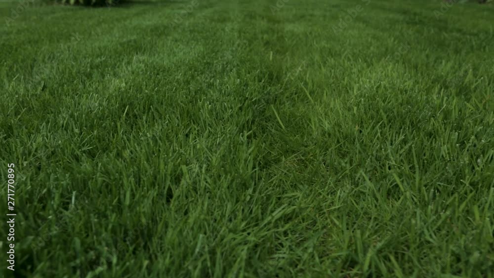 Beautiful view of front yard of private garden. Green grass lawn. Beautiful backgrounds. Beautiful view of front yard of private garden. Green grass lawn. Beautiful backgrounds.