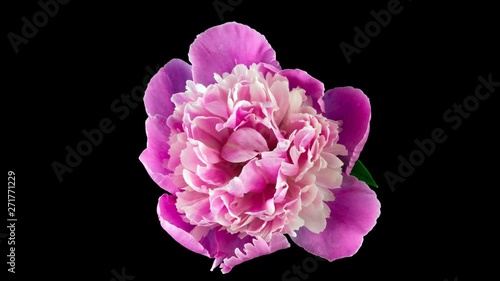  Blooming pink peony. Isolated on black background. Time lapse